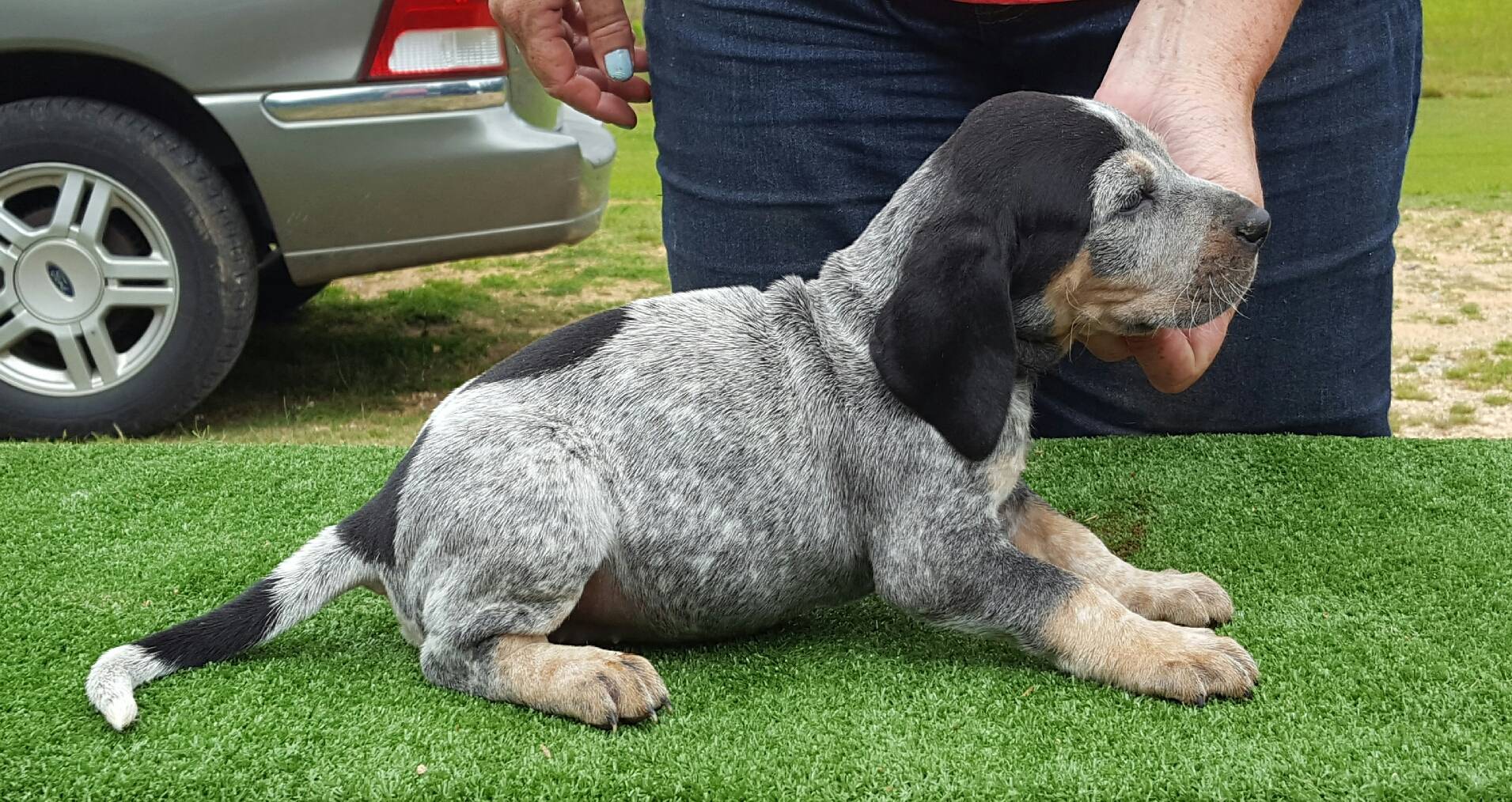 Ukc upcoming events coonhounds
